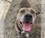 Small #1 American Staffordshire Terrier Mix