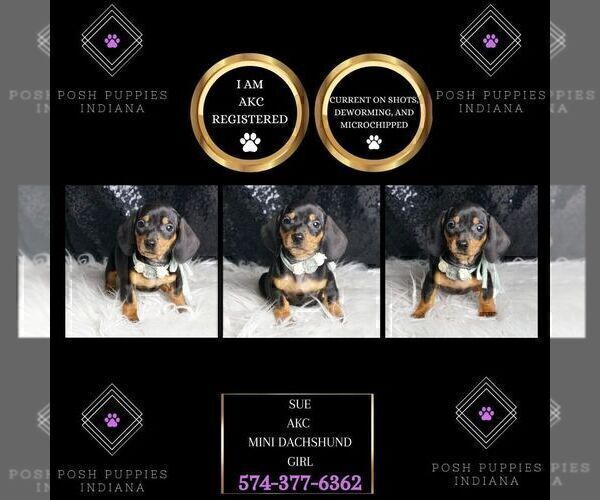 Medium Photo #41 Dachshund Puppy For Sale in WARSAW, IN, USA