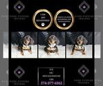 Small #5 Dachshund