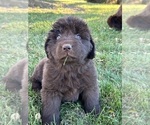Small Photo #2 Newfoundland Puppy For Sale in ALVADA, OH, USA