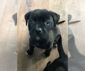 Astro - Male Boxador Dog for Adoption - Photo #20