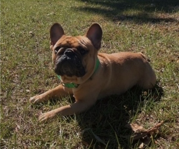Medium Photo #1 French Bulldog Puppy For Sale in MAYO, FL, USA