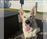 Small Photo #3 German Shepherd Dog-Unknown Mix Puppy For Sale in Fargo, ND, USA