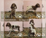 Puppy Boy 302126M01R German Shorthaired Pointer