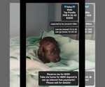 Image preview for Ad Listing. Nickname: Atlas
