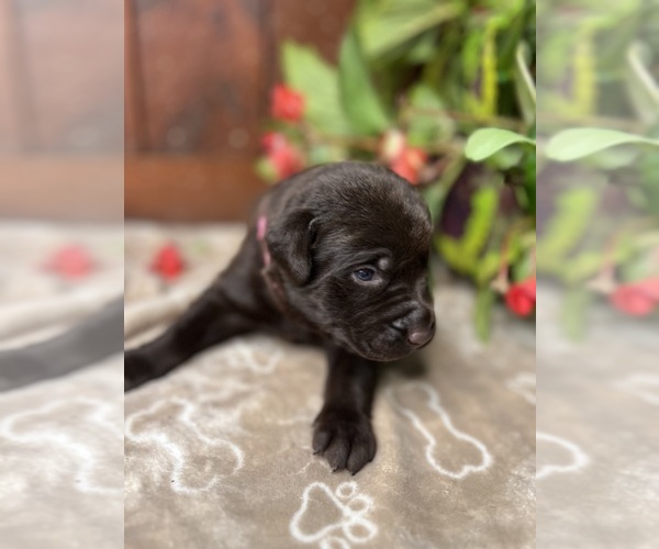 Medium Photo #7 Labrador Retriever Puppy For Sale in NEOLA, WV, USA
