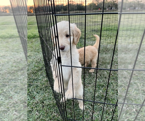 Medium Photo #6 Goldendoodle Puppy For Sale in LIBERTY, TX, USA