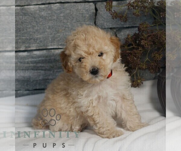 Medium Photo #3 Poodle (Miniature) Puppy For Sale in GORDONVILLE, PA, USA