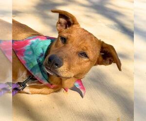 Labrador Retriever-Unknown Mix Dogs for adoption in San Antonio, TX, USA
