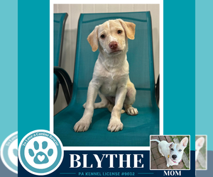 Labrador Retriever-Unknown Mix Dogs for adoption in Kimberton, PA, USA