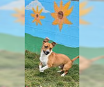 Small #2 Basset Hound Mix