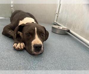 American Pit Bull Terrier Dogs for adoption in HESPERIA, CA, USA