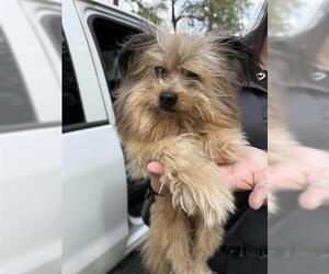 Pomeranian Mix Dog for Adoption in Houston, Texas USA