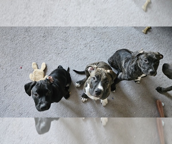 Medium Photo #1 American Pit Bull Terrier-Presa Canario Mix Puppy For Sale in OXON HILL, MD, USA