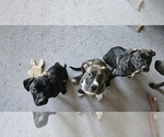 Small Photo #1 American Pit Bull Terrier-Presa Canario Mix Puppy For Sale in OXON HILL, MD, USA