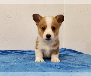 Pembroke Welsh Corgi Puppy for sale in CLARK, MO, USA