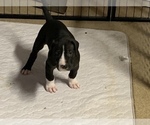 Small Photo #51 Great Dane Puppy For Sale in MARICOPA, AZ, USA