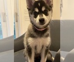Small Photo #2 Pomsky Puppy For Sale in EAST HADDONFIELD, NJ, USA
