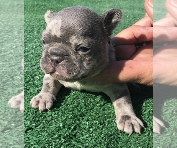 Medium Photo #31 French Bulldog Puppy For Sale in PLACERVILLE, CA, USA