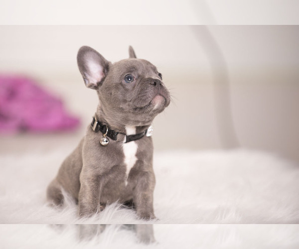 Medium Photo #2 French Bulldog Puppy For Sale in LOX, FL, USA
