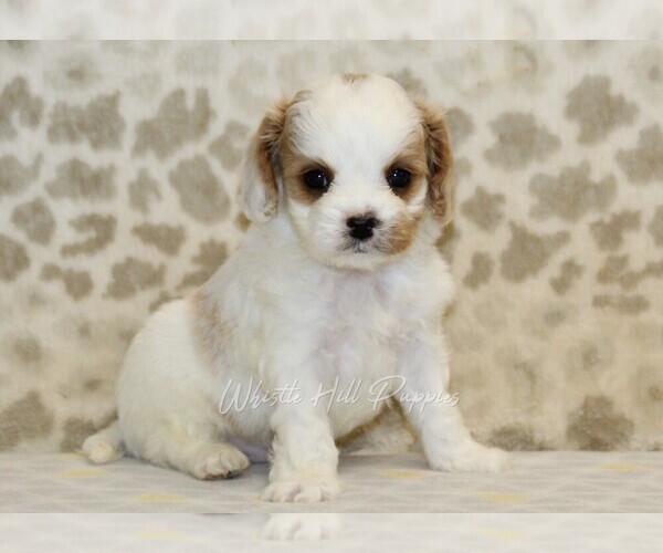 Medium Photo #4 Cavapoo Puppy For Sale in DENVER, PA, USA