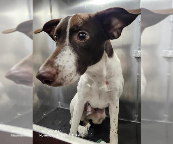 Medium Photo #1 Mutt Puppy For Sale in San Antonio, TX, USA