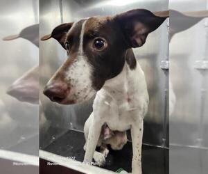 Mutt Dogs for adoption in San Antonio, TX, USA