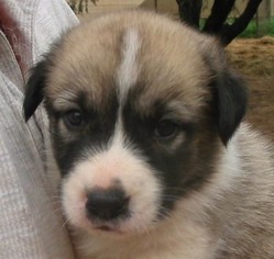 Central Asian Shepherd Dog Puppy for sale in HEREFORD, AZ, USA