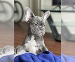 Small Photo #14 French Bulldog Puppy For Sale in PALATINE, IL, USA