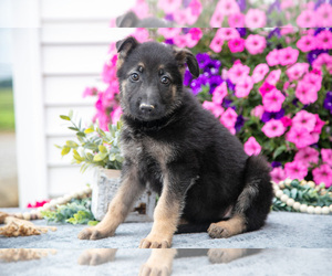 Medium German Shepherd Dog
