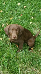 Labrador Retriever Puppy for sale in BLUEMONT, VA, USA