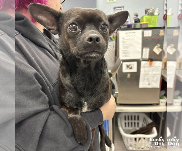 Medium Photo #2 Chihuahua-Unknown Mix Puppy For Sale in Washington, DC, USA