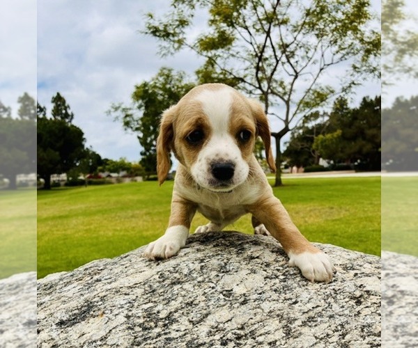 Medium Photo #2 Cocker Spaniel Puppy For Sale in IRVINE, CA, USA