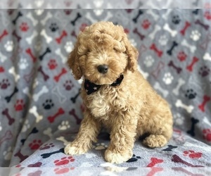 Cock-A-Poo Puppy for sale in LAKELAND, FL, USA