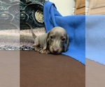 Small Photo #2 Dachshund Puppy For Sale in RICHMOND, TX, USA