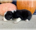 Small #3 Australian Shepherd