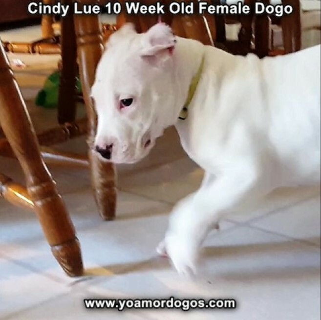 Medium Photo #104 Dogo Argentino Puppy For Sale in PINEVILLE, MO, USA