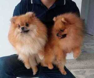 Mother of the Pomeranian puppies born on 11/02/2022