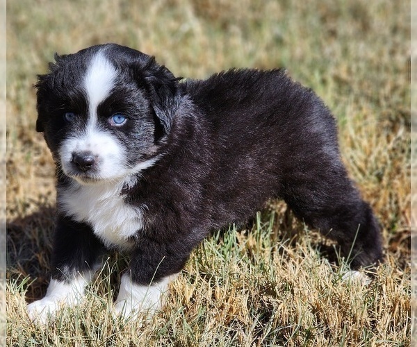 Medium Photo #11 Miniature Australian Shepherd Puppy For Sale in PRAIRIE GROVE, AR, USA