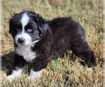 Small Photo #11 Miniature Australian Shepherd Puppy For Sale in PRAIRIE GROVE, AR, USA