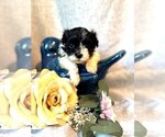 Small #2 Havanese