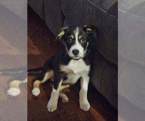Mutt Dogs for adoption in Woodbury, NY, USA