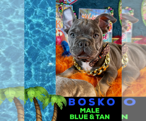 French Bulldog Puppy for sale in HEATHROW, FL, USA