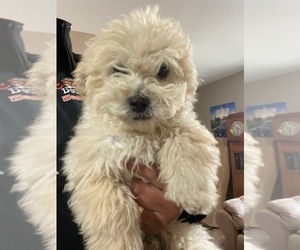 Poodle (Miniature) Puppy for sale in BLACK FOREST, CO, USA