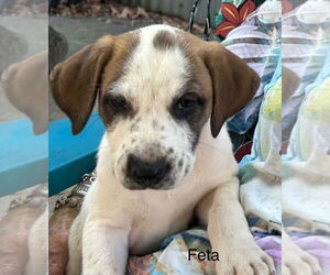 Labrador Retriever-Unknown Mix Dogs for adoption in Rockaway, NJ, USA