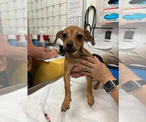 Chihuahua Dogs for adoption in Alameda, CA, USA