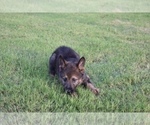Small Photo #9 German Shepherd Dog Puppy For Sale in ANNA, TX, USA