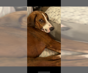 Mutt Dogs for adoption in Denton, TX, USA