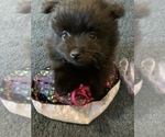 Small Photo #11 Pomeranian Puppy For Sale in GOSHEN, NY, USA