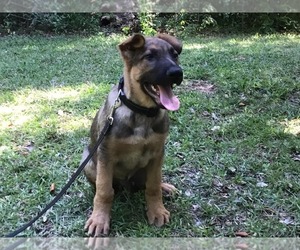German Shepherd Dog Puppy for Sale in INVERNESS, Florida USA